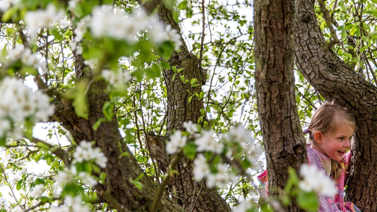 Girl exploring pear blossom at Shugborough Estate